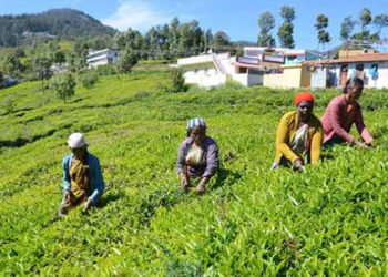 Nilgiris tea co-op catches media attention
