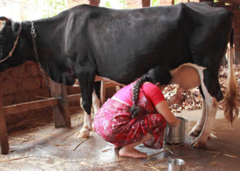 Kerala budget allocates 160 milk chillers for dairy co-ops