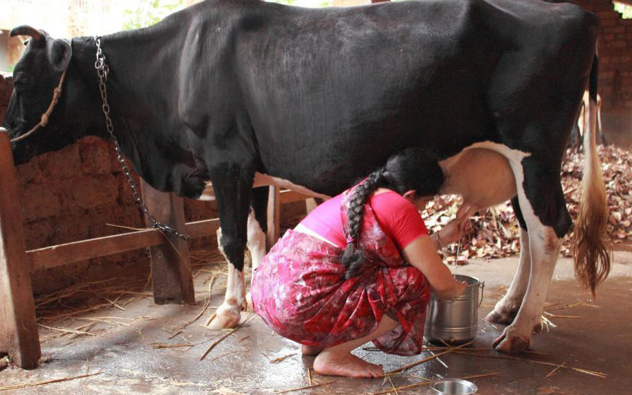 Kerala budget allocates 160 milk chillers for dairy co-ops