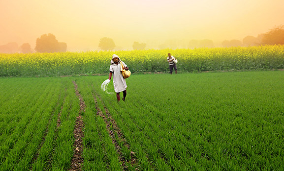 Maha govt mulls its own Farm Laws