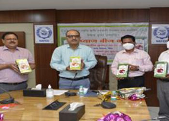 Nafed launches High Yielding Onion Seeds variety