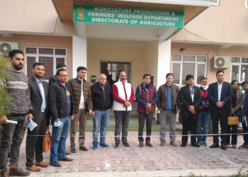 Nafed to launch GI tagged Kashmir Saffron