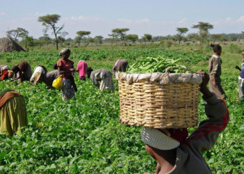 Nigerian co-op ambitious plans to train farmers