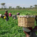 Nigerian co-op ambitious plans to train farmers