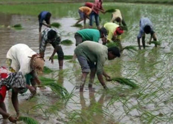 Hafed to export Basmati Rice to Saudi Arabia