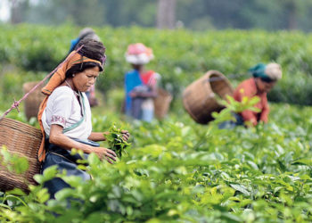 Abandoned tea gardens to be handed over to co-ops: Tripura