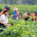 Abandoned tea gardens to be handed over to co-ops: Tripura