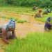Agri Infra Fund portal receives 19000 applications