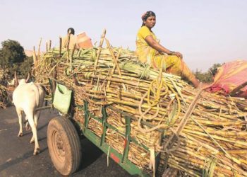 Maharashtra likely to beat UP in sugar production