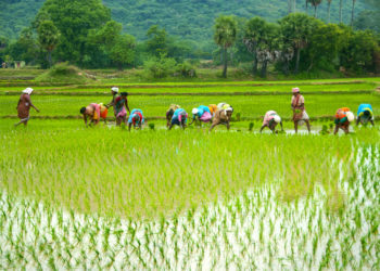 Funding for Farmer Producer Organisations (FPOs)