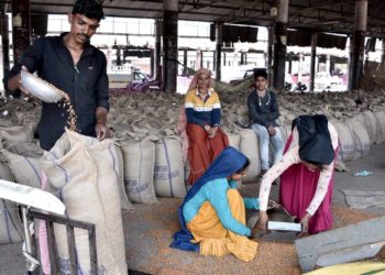 Sanghani led Gujcomasol breaks record in gram procurement