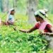 TN govt bails out tea co-ops