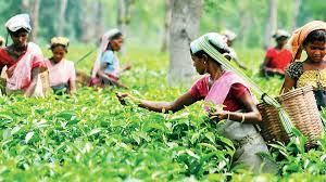 TN govt bails out tea co-ops