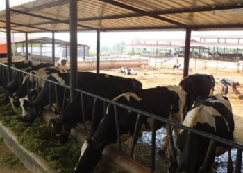 Odisha: Dairy co-ops in Balangir have checked migration