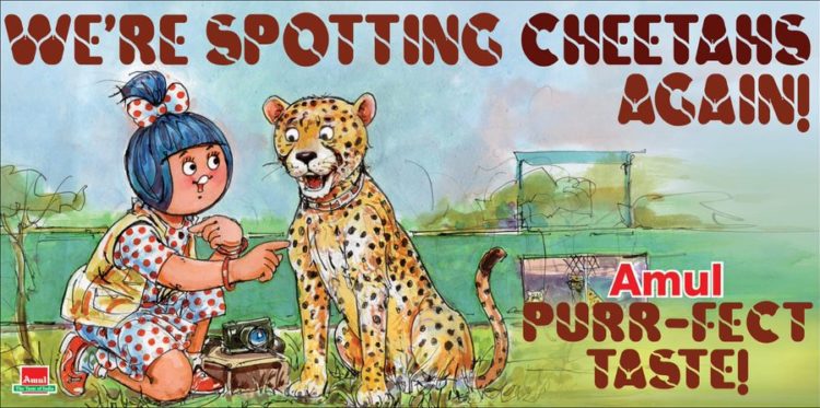 Amul celebrates release of cheetahs into Kuno Park