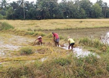 Odisha’s Mallasahi Co-op Society in news