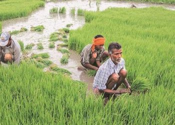 Chhattisgarh: DCCBs to give lac crop loan on zero interest