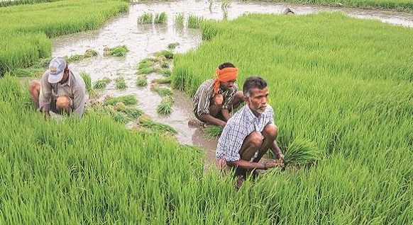 Chhattisgarh: DCCBs to give lac crop loan on zero interest