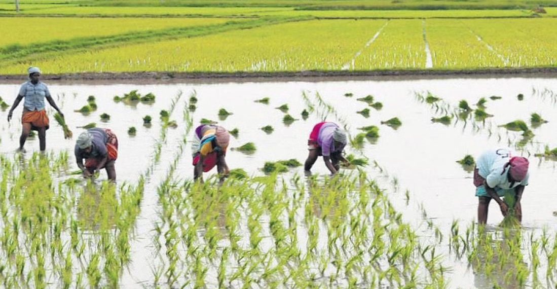 Kalahandi PACS not procuring paddy due to fund crunch