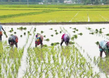 Kalahandi PACS not procuring paddy due to fund crunch