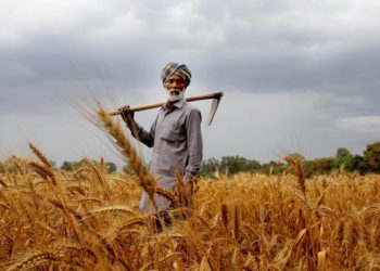 Cabinet approves MSP for Kharif Crops