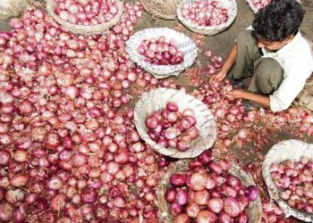 Nafed-NCCF resume procurement of onions