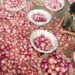 Nafed-NCCF resume procurement of onions