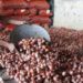 NAFED-NCCF to procure additional onions from farmers