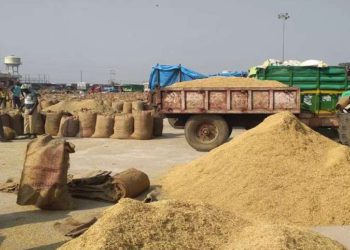 HAFED procures 5 lakh quintals of millet in Haryana