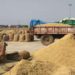 HAFED procures 5 lakh quintals of millet in Haryana