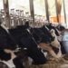 Odisha, a laggard in dairy development: Report