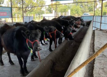 Kerala’s Pulpally Milk Co-op wins National Gopal Ratna Award