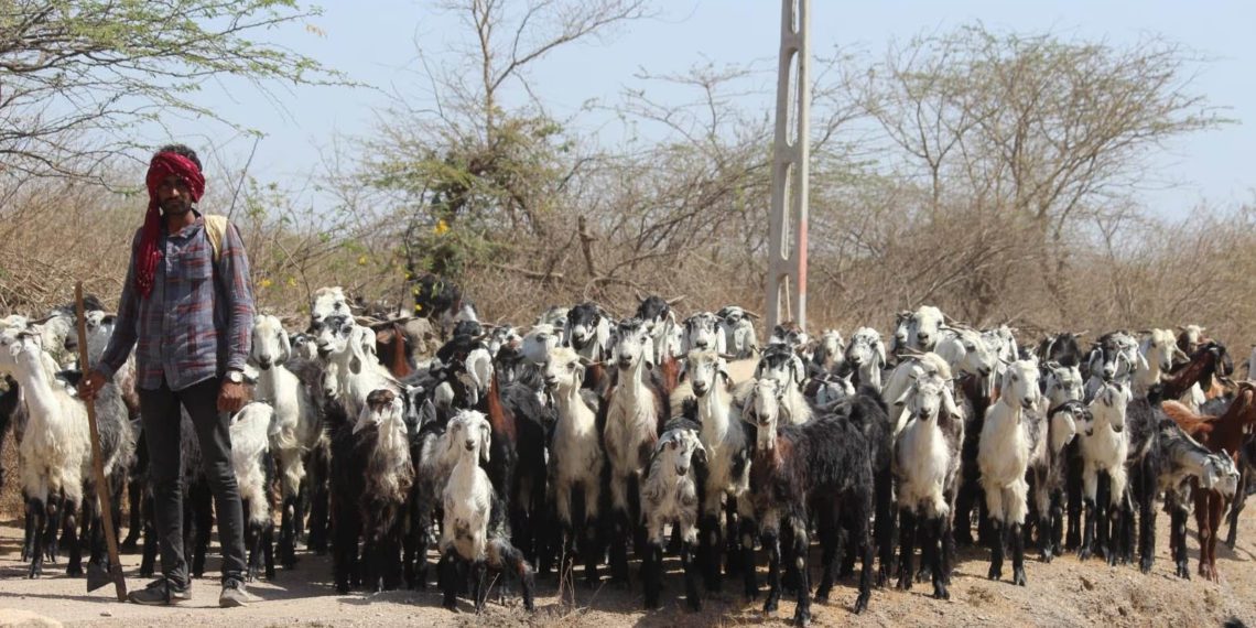 Amul to procure and market maldharis goat milk