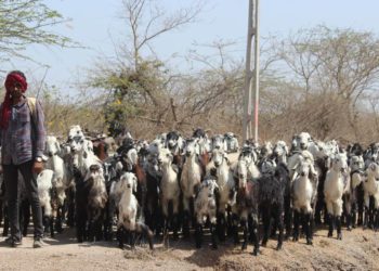 Amul to procure and market maldharis goat milk