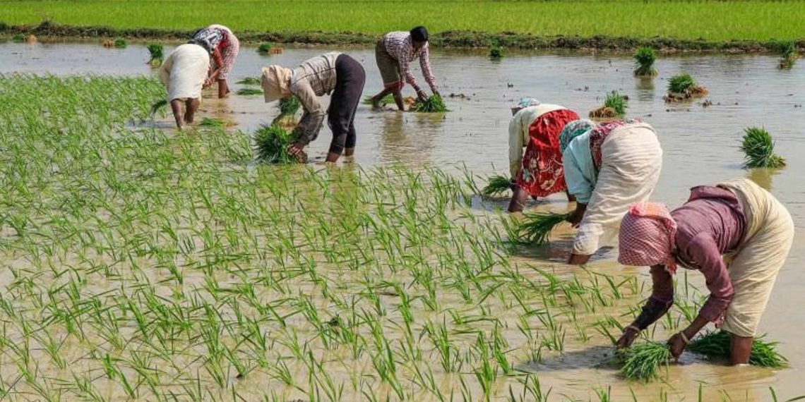 Odisha: Irregularities in PM Fasal Bima Yojana revealed