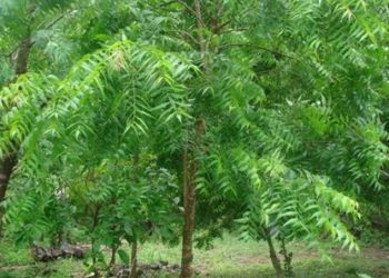 Amul-type co-op model needed for neem: Experts