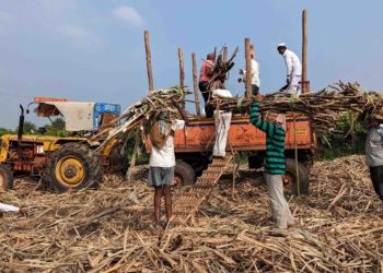 India notes upsurge in sugar production: Chairman, NFCSFL