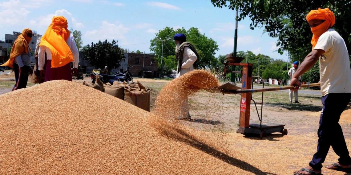 RAJFED to start wheat procurement from 10th March