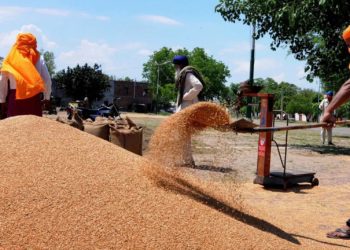 RAJFED to start wheat procurement from 10th March