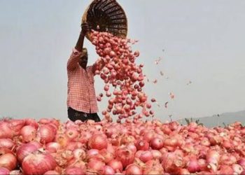 NCEL to export onions to Bangladesh