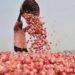 NCEL to export onions to Bangladesh
