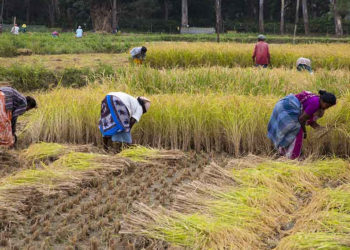 Coimbatore: Fertilizer cheaper in Pvt stores than co-op stores?