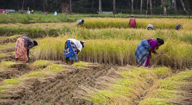 Coimbatore: Fertilizer cheaper in Pvt stores than co-op stores?