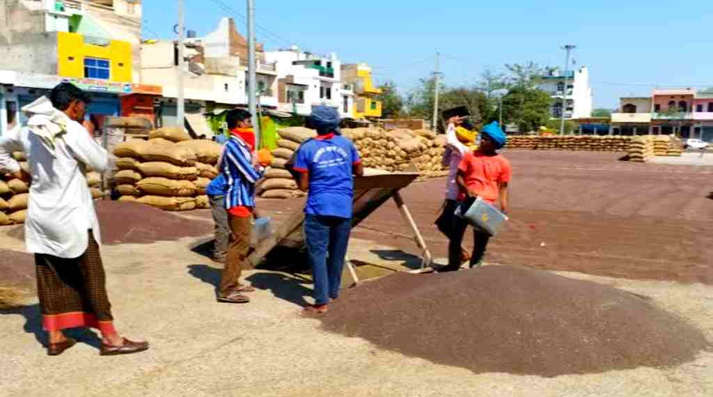 Mustard Procurement: NAFED & NCCF play key role