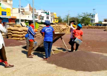 Mustard Procurement: NAFED & NCCF play key role