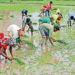 Initiative to double Farmers’ Income bears Fruit; 75000 farmers could do it