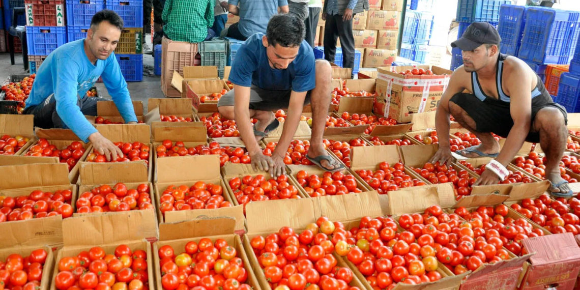 NCCF to sell Nepal’s tomatoes in Uttar Pradesh