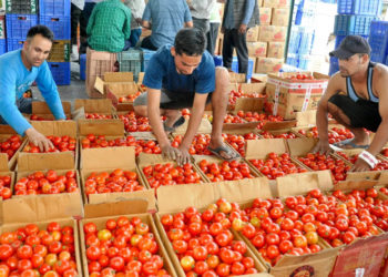 NCCF to sell Nepal’s tomatoes in Uttar Pradesh