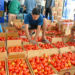 NCCF to sell Nepal’s tomatoes in Uttar Pradesh