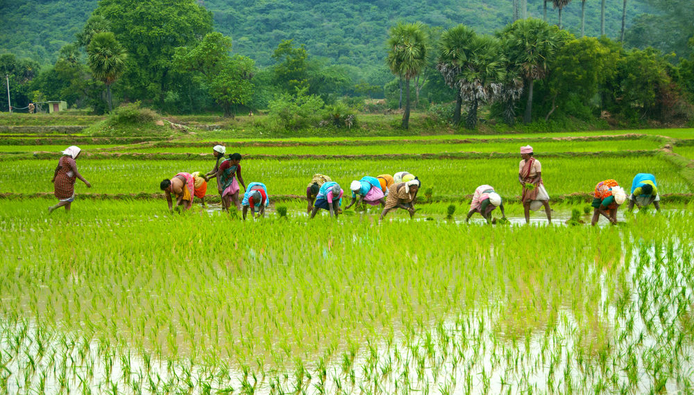 Govt mulls FPOs structure on lines of Amul model